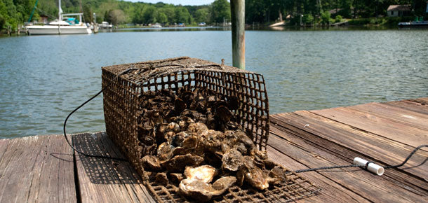 an open oyster cage , filled with oysters spilling onto a dock