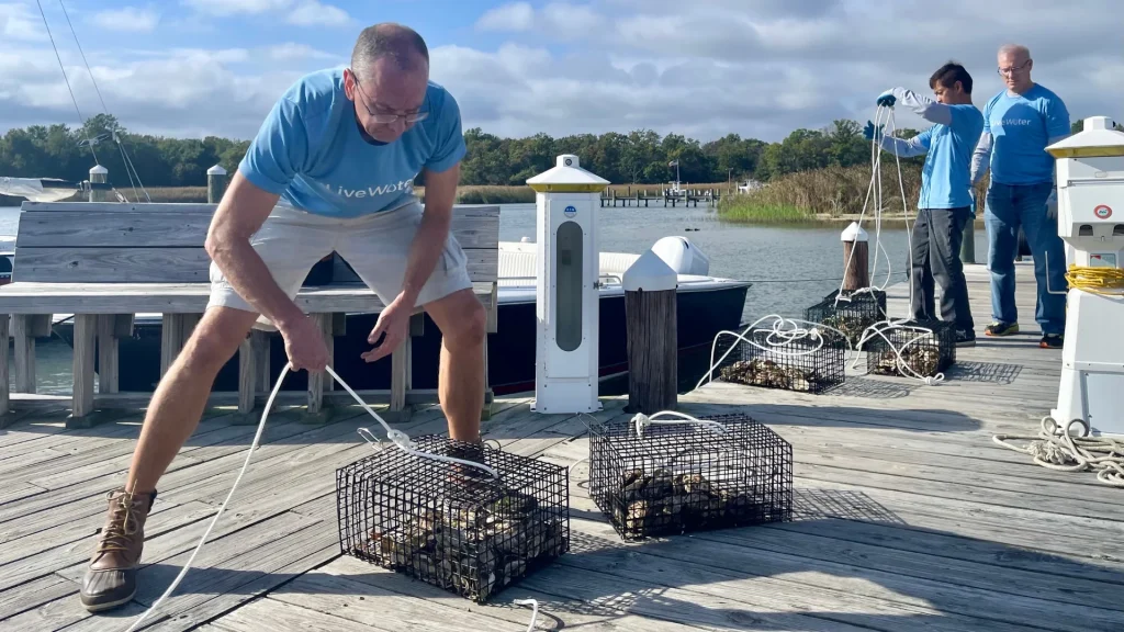 Three people in blue Live Water shirts tie ropes to fresh oyster cages