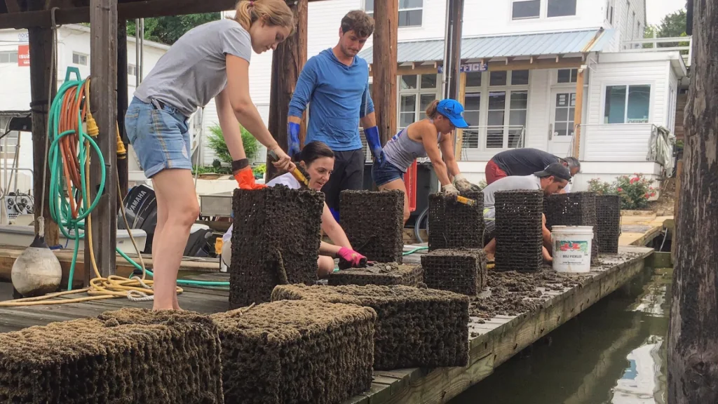 Volunteers clean oyster cages on a dock