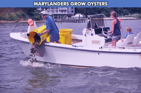 Group of 4 people releasing oysters into the bay.