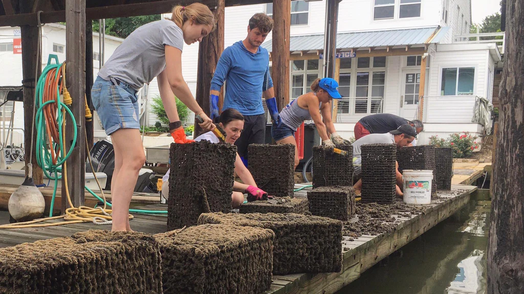 Volunteers harvesting oyster cages