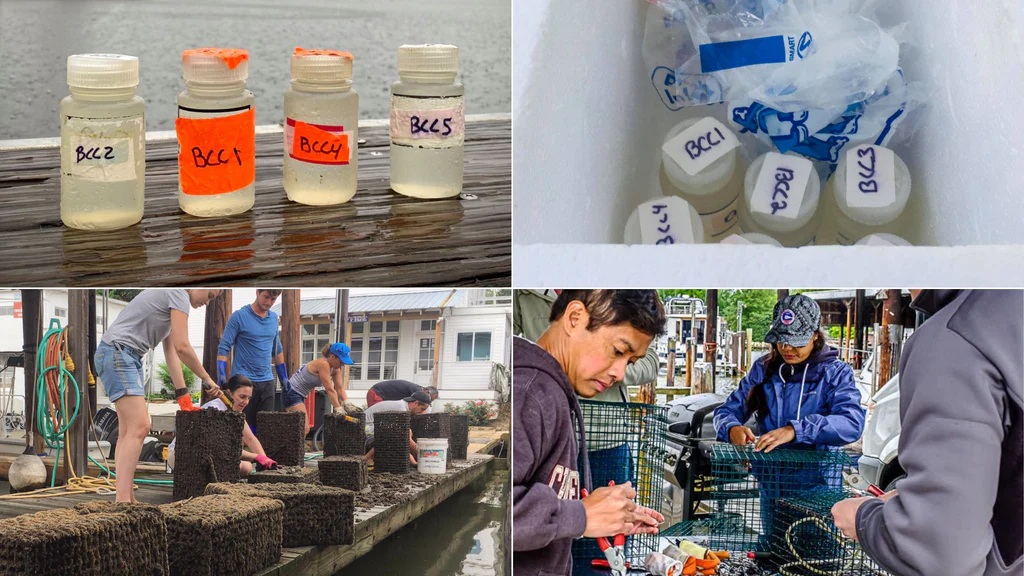 Volunteers testing Chesapeake Bay water quality and building oyster cages